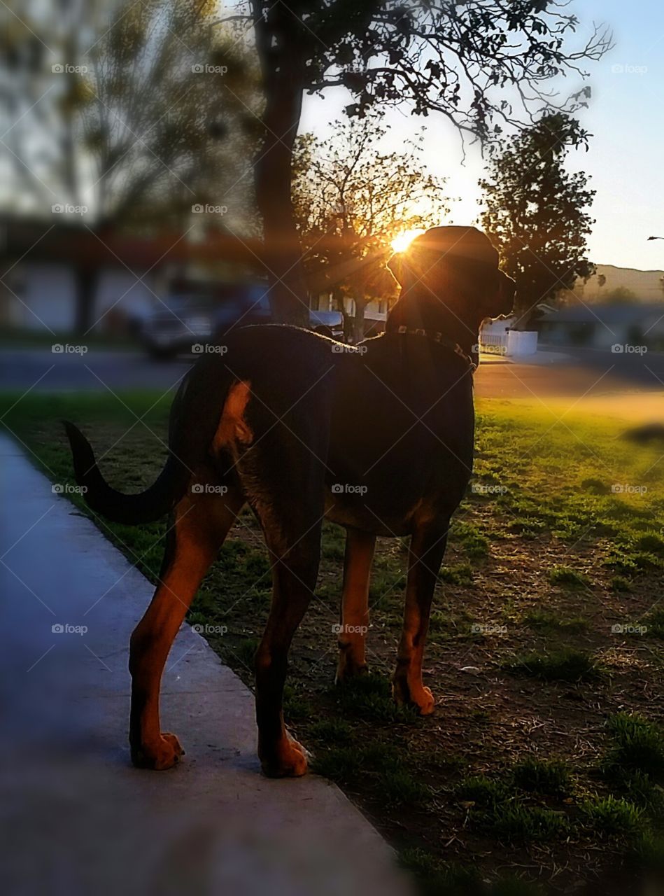 up and at 'em!!. my attentive dog -doberman, labrador mix