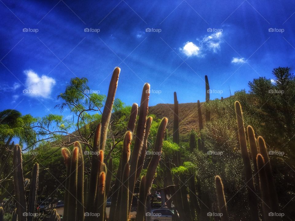 Cacti in mid-day sun