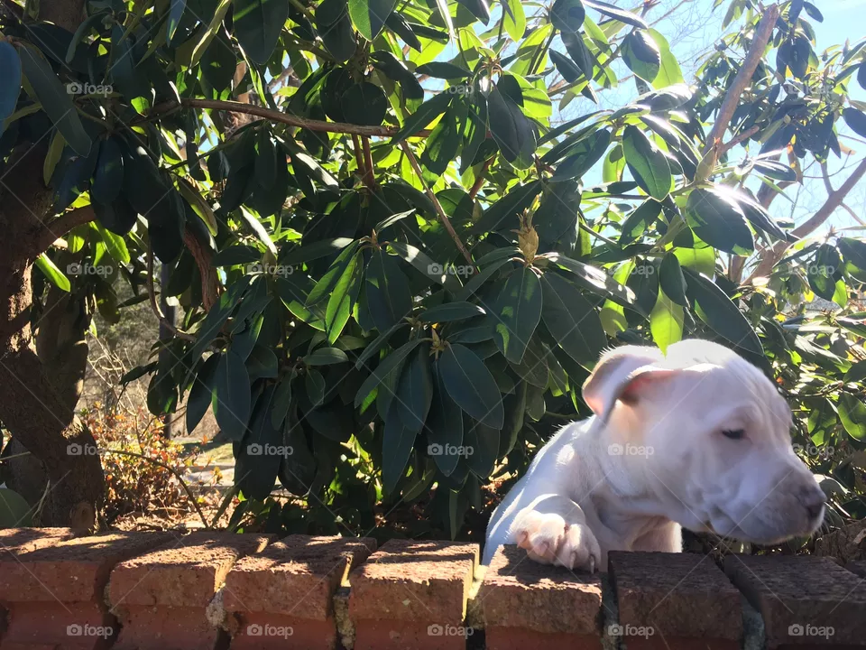 Cute dog