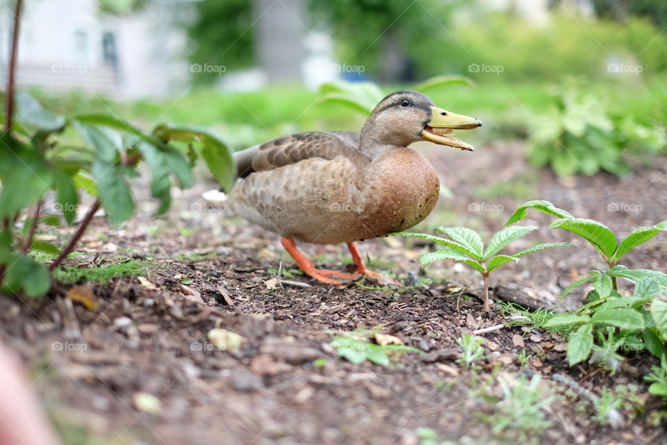 mallard