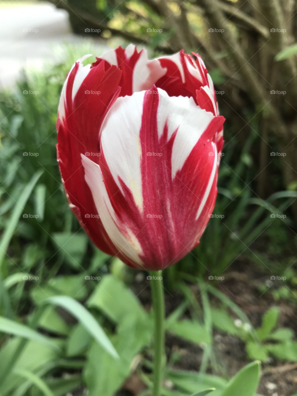 Spring tulip, England, April 2017