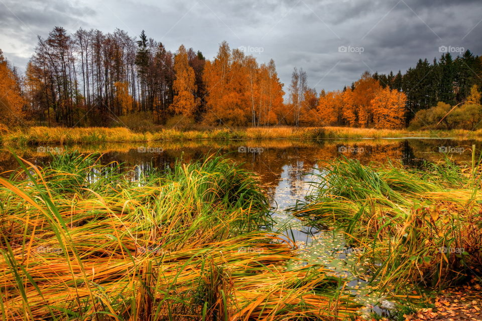 Autumn landscapes with forest and pond