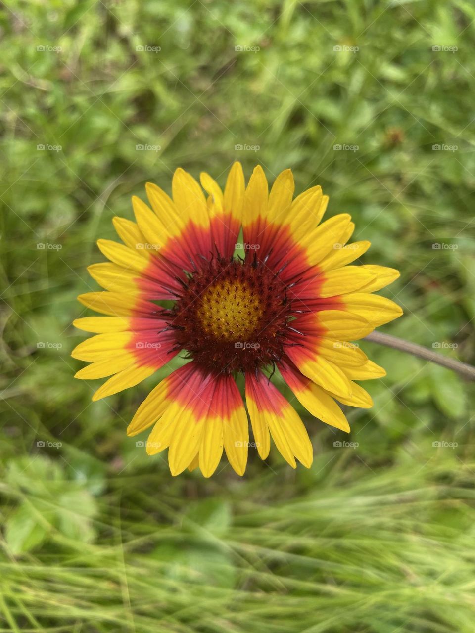 A lone blanket flower stands tall in a sunlit field of wildflowers, its striking petals a vivid contrast against the soft green backdrop. The flower boasts a bold, bright red center, radiating outward into vibrant yellow petals.