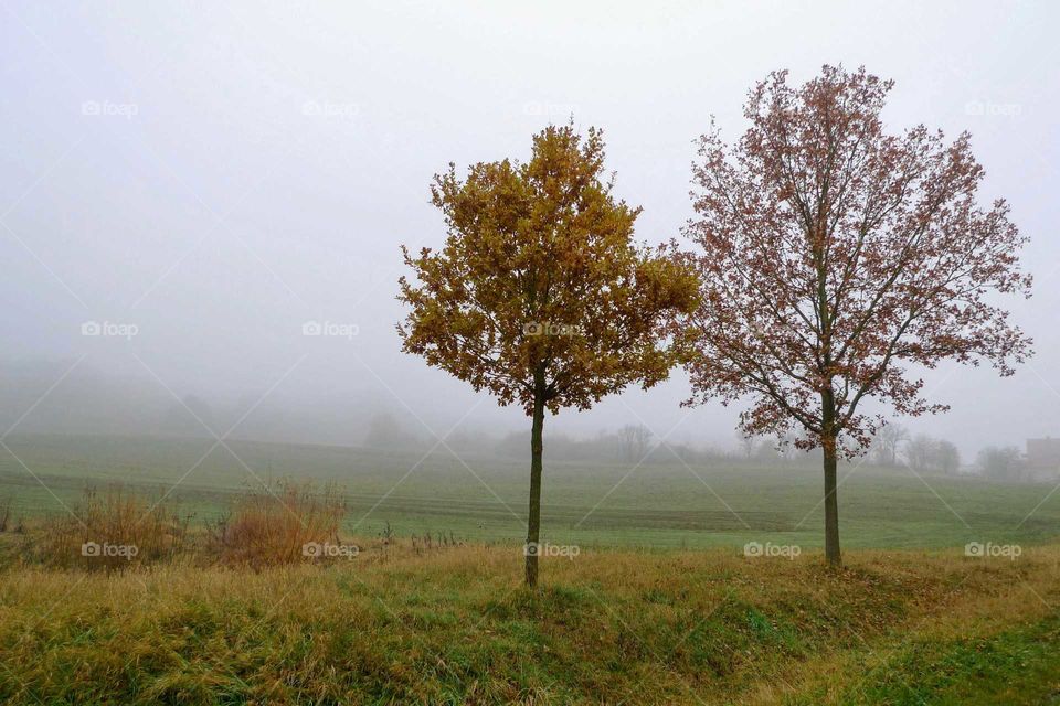 two trees with autumn leaves standing in  the fog
