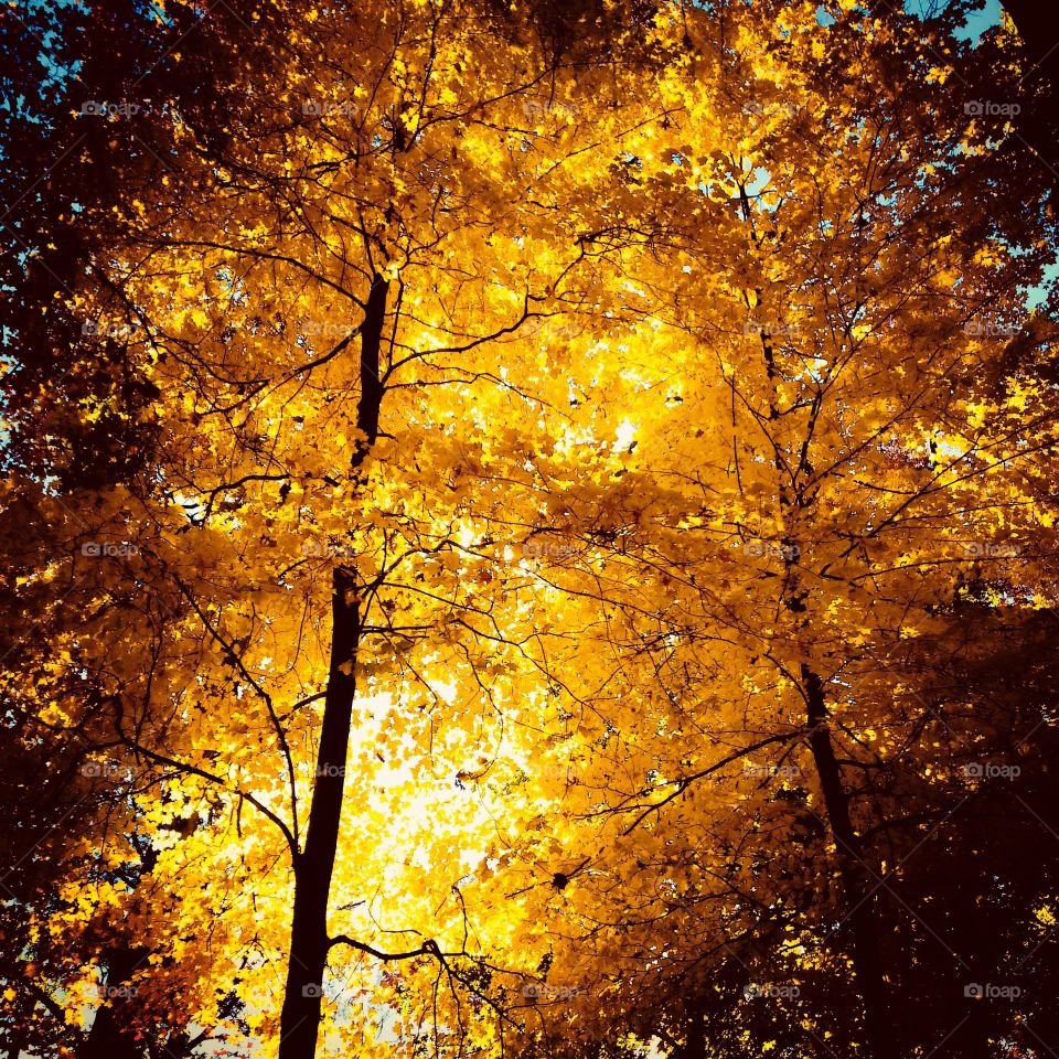 Gorgeous Yellow Gold Orange Fiery Leaves on Autumn Trees - Vivid Vibrant Fall Color on Trees - Magical Golden Forest  
