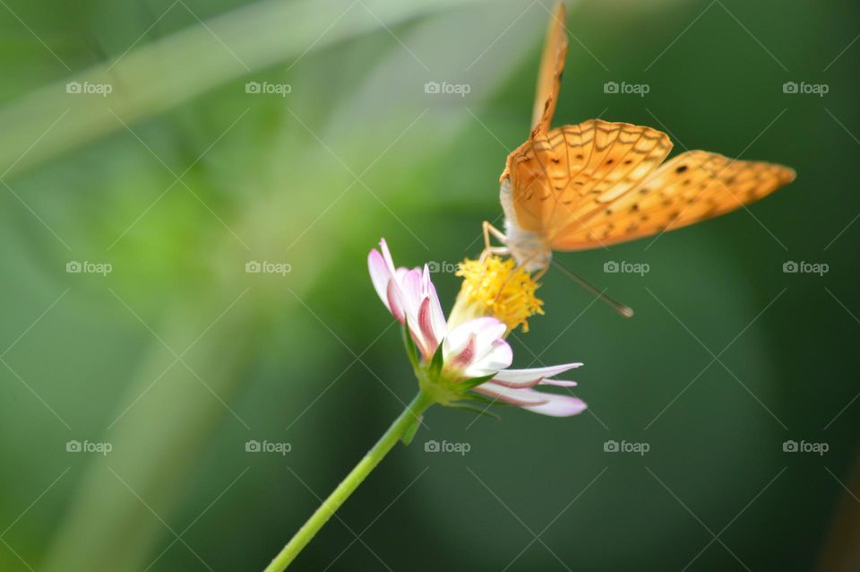In a beautiful spring, a colourful butterfly expands its wings and flowers are bloomed .