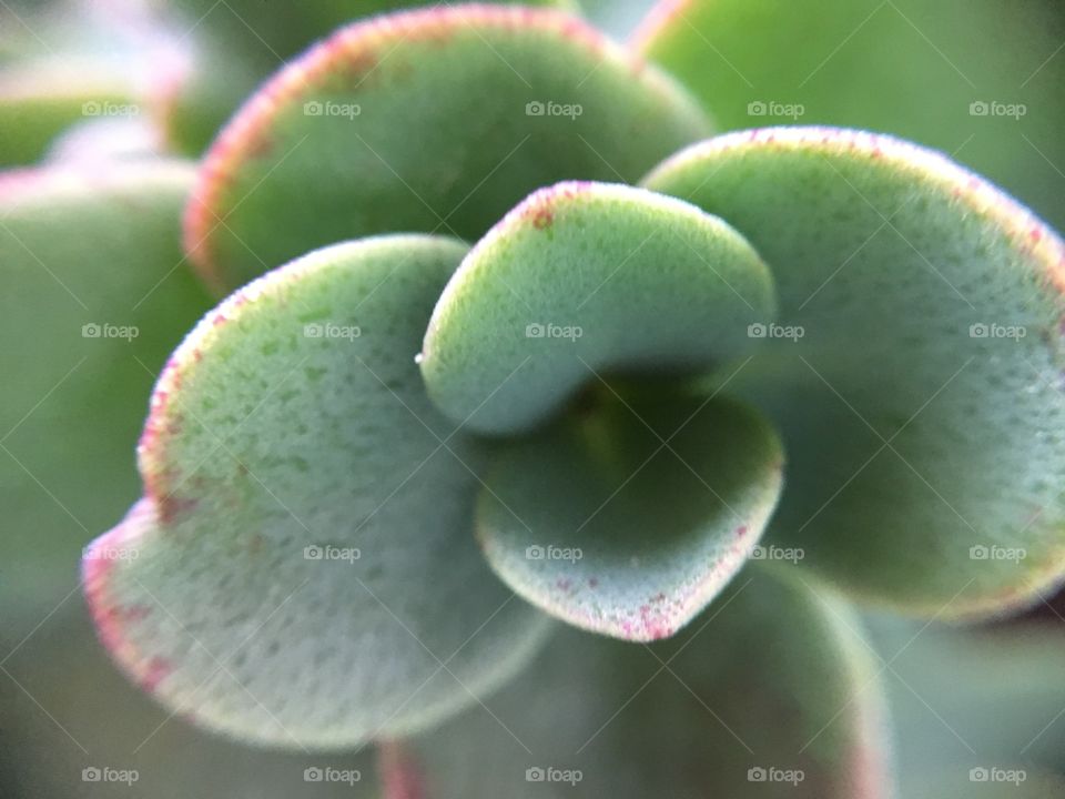 Cactus succulent closeup