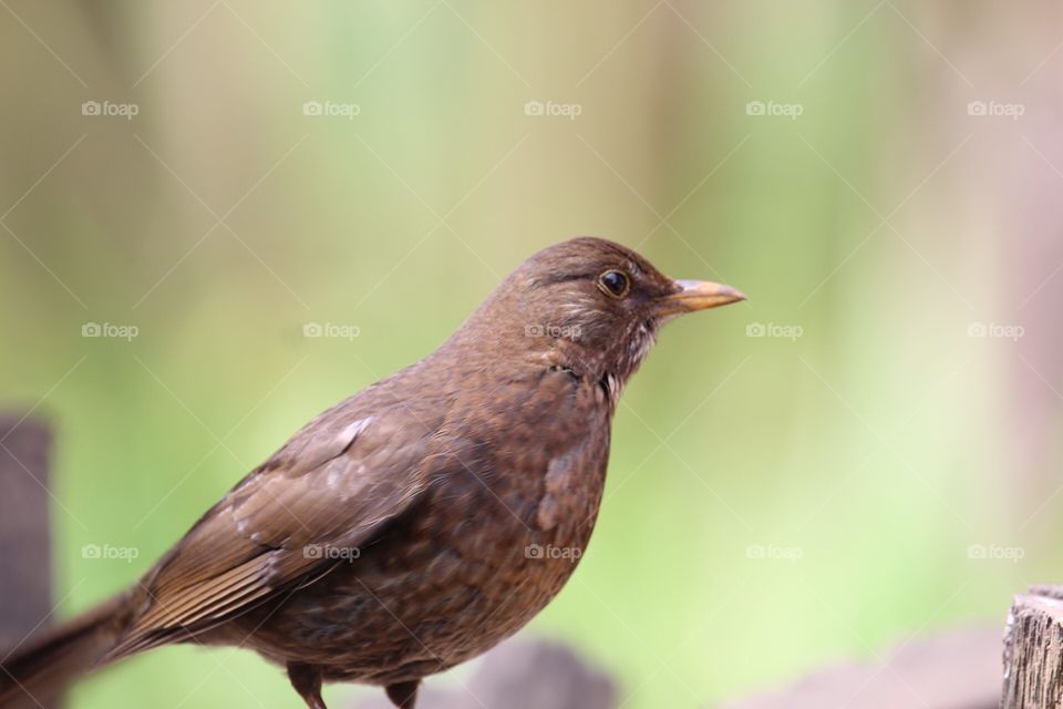 Blackbird hen closeup 