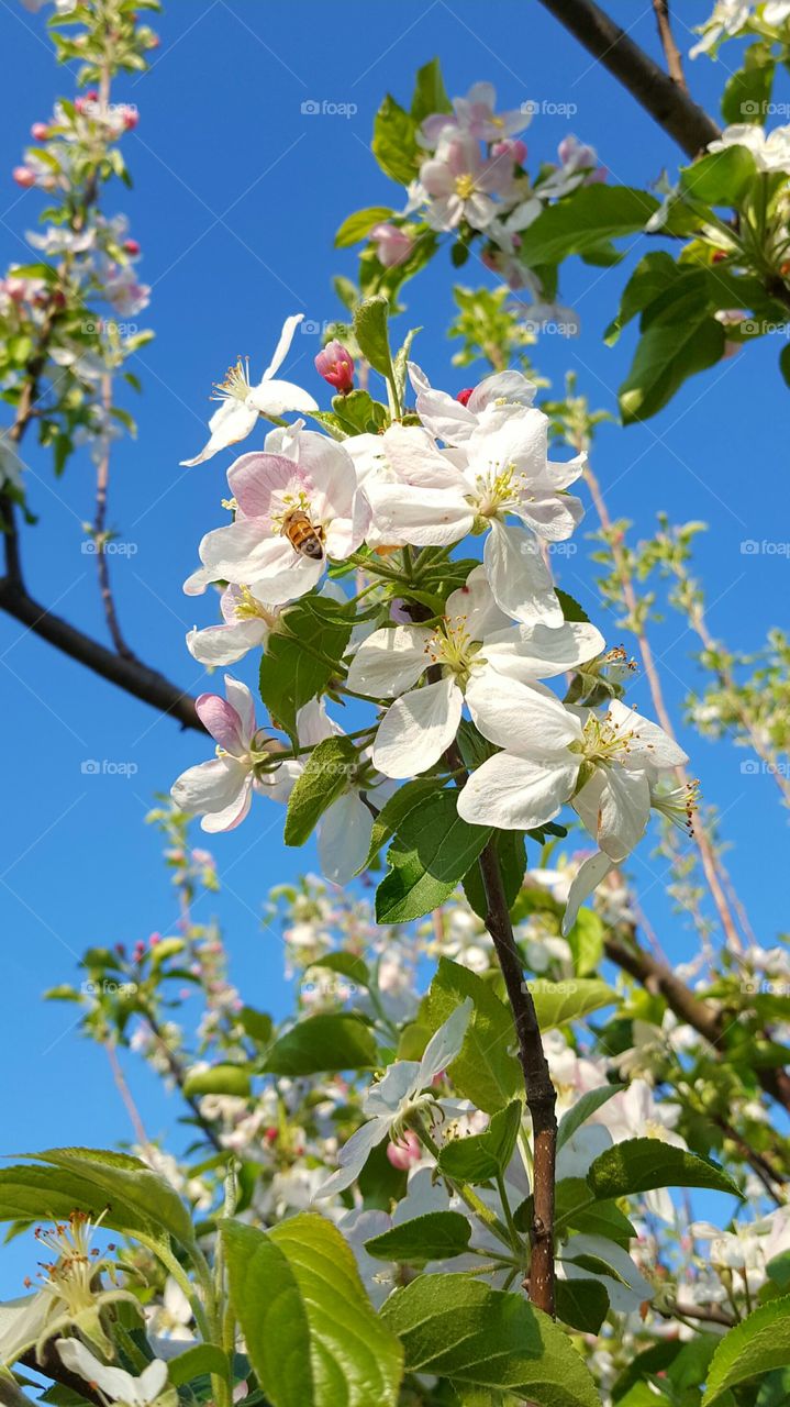 apple tree in spring bloom