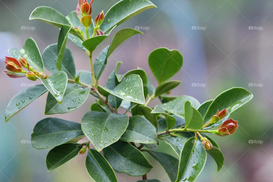 Leaves