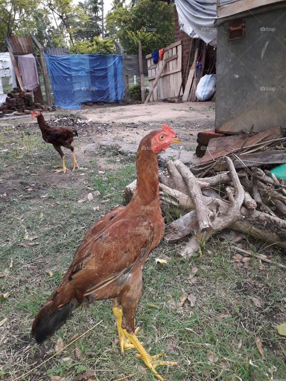 Chicken Rooster