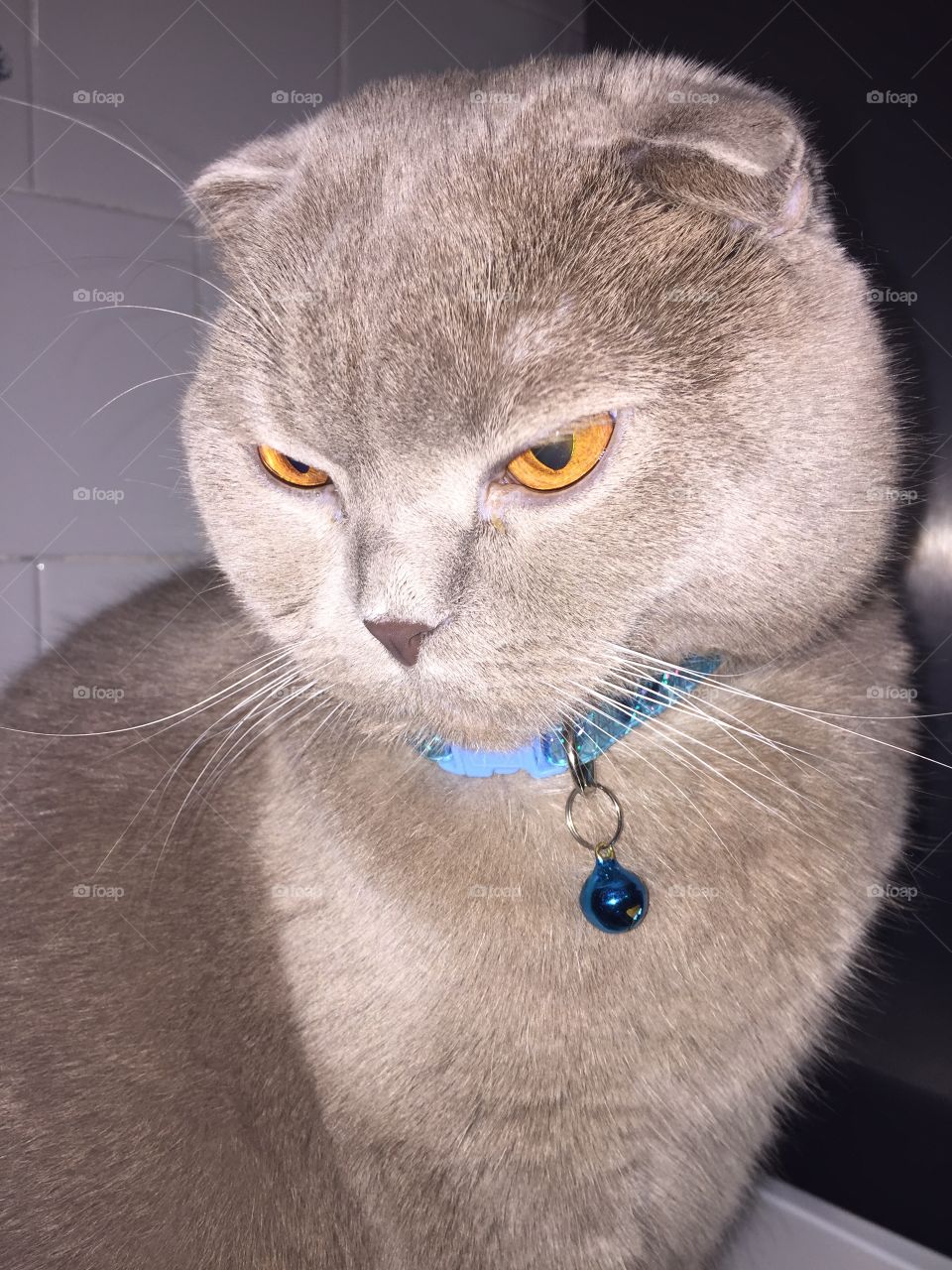 cute cat in a blue collar