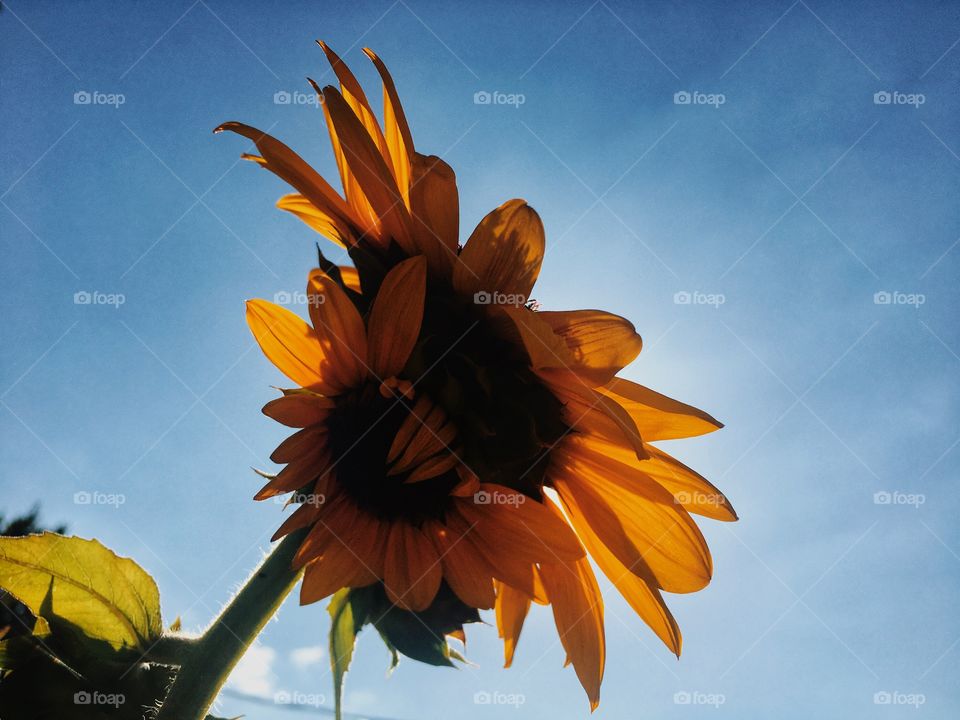 Glowing orange petals off a blue sky canvas 