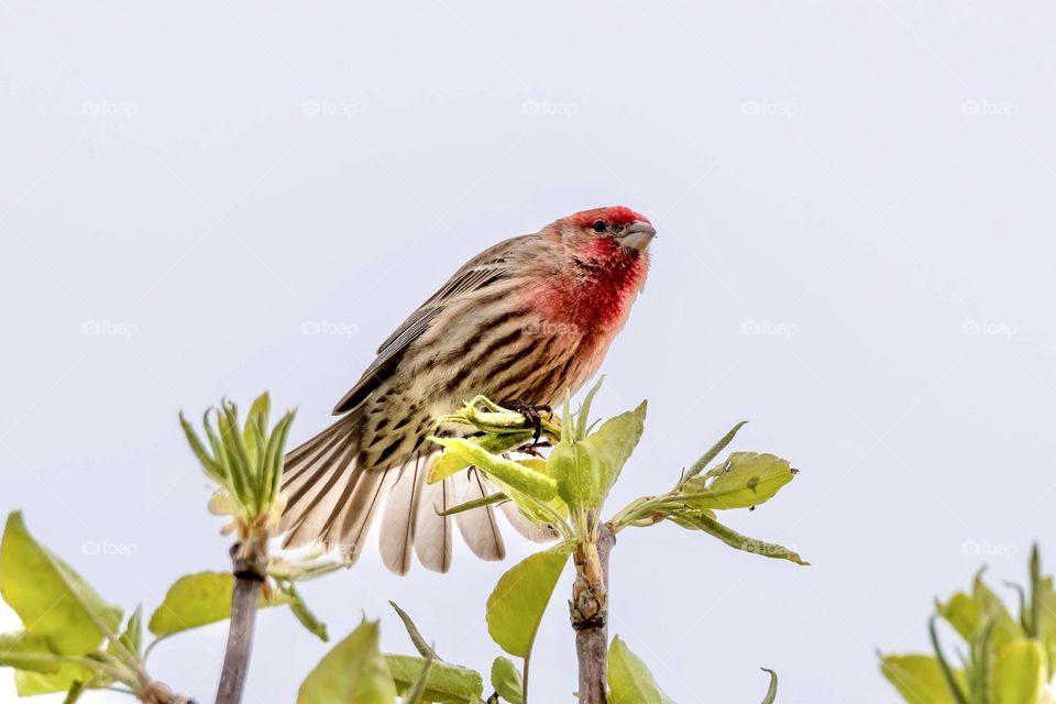 A male House Finch takes in the view from the tip top of a tree. Raleigh, North Carolina. 