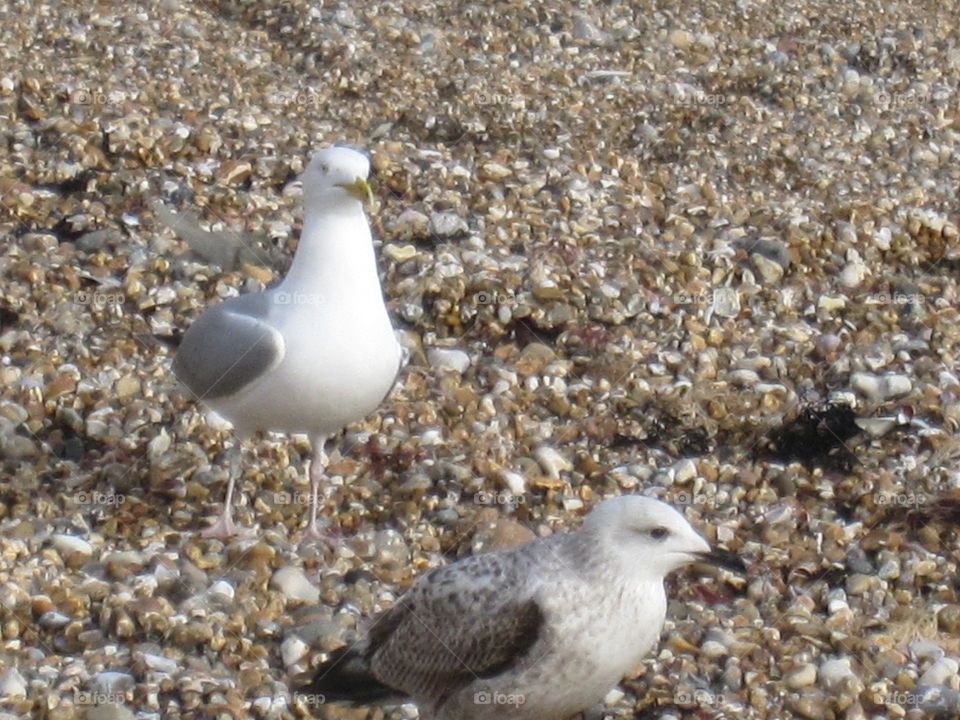 Two Seagulls