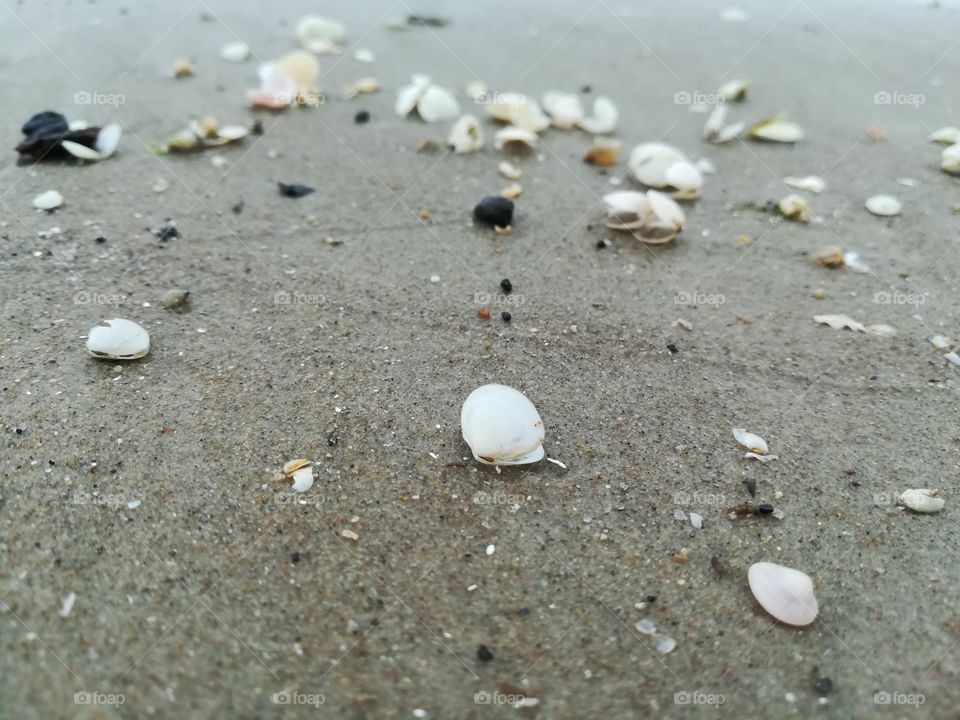 Sand, Beach, Seashore, No Person, Shell