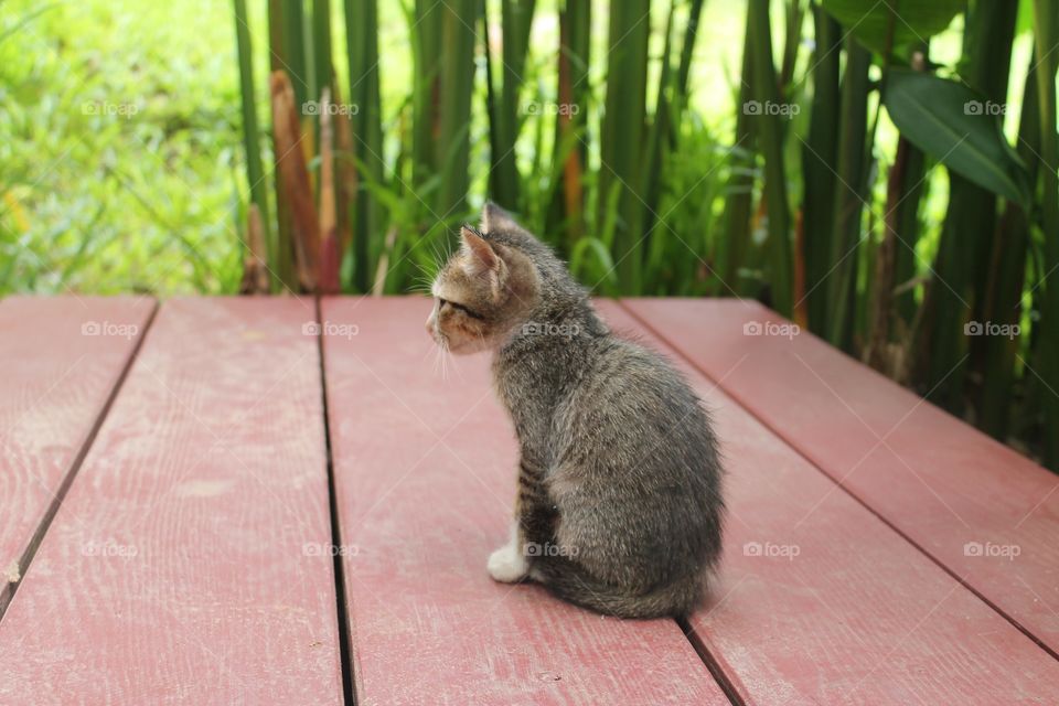 Kitten in the Jungle, Chiang Mai, Thailand