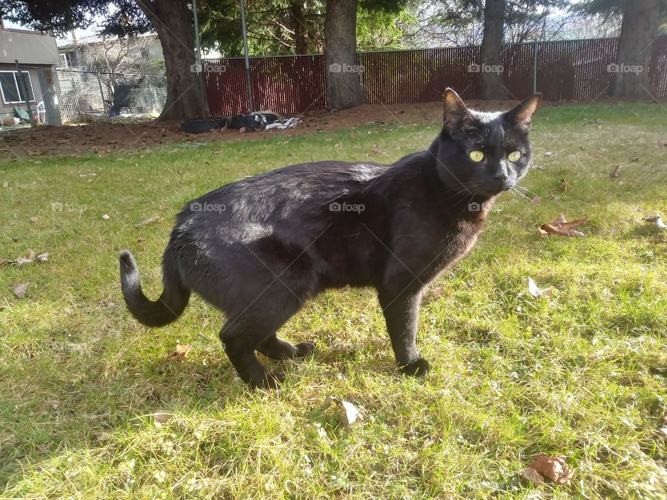 A black cat named Sebastian, enjoying the sun 🌞