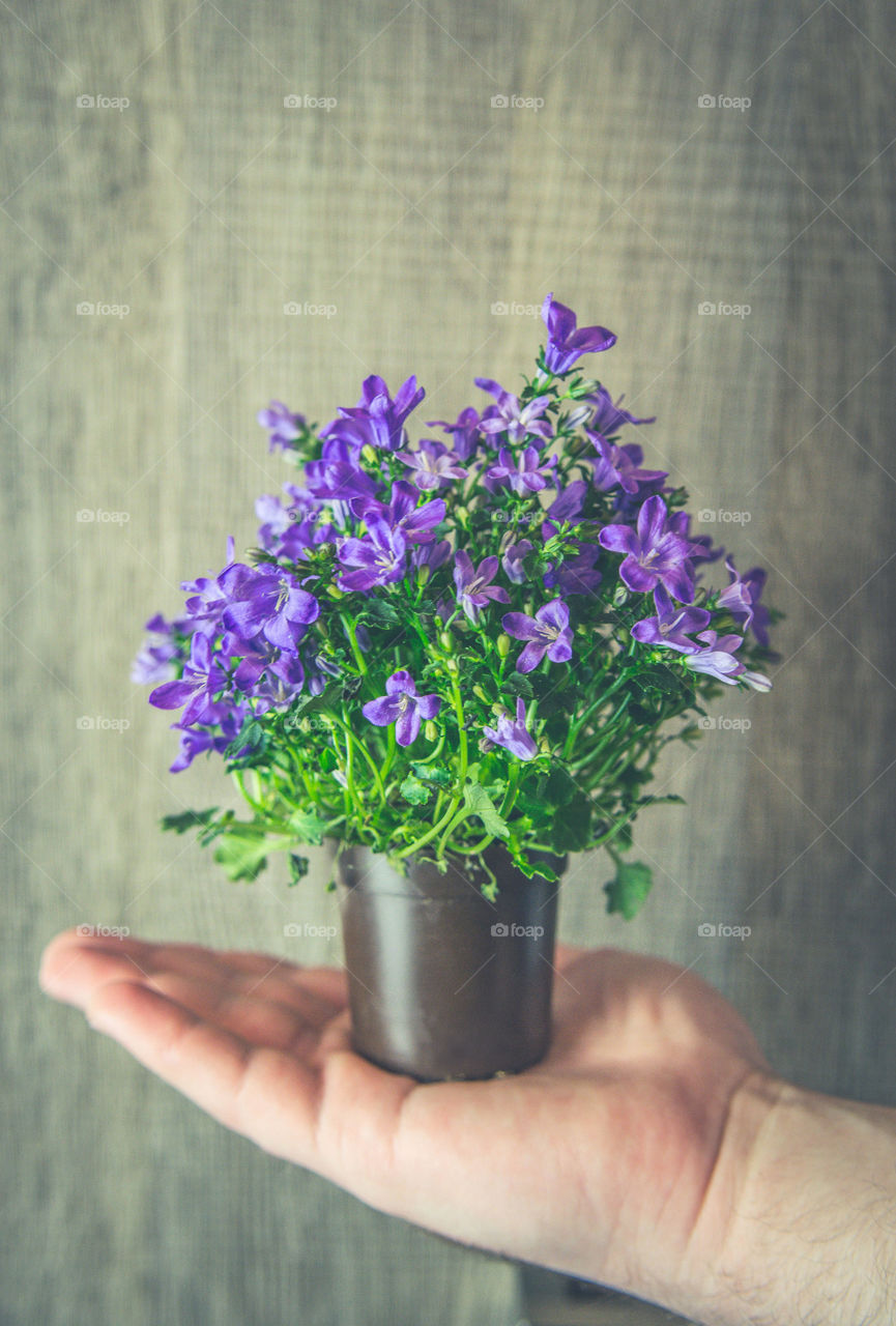 Close-up of men's hand holding flower pot