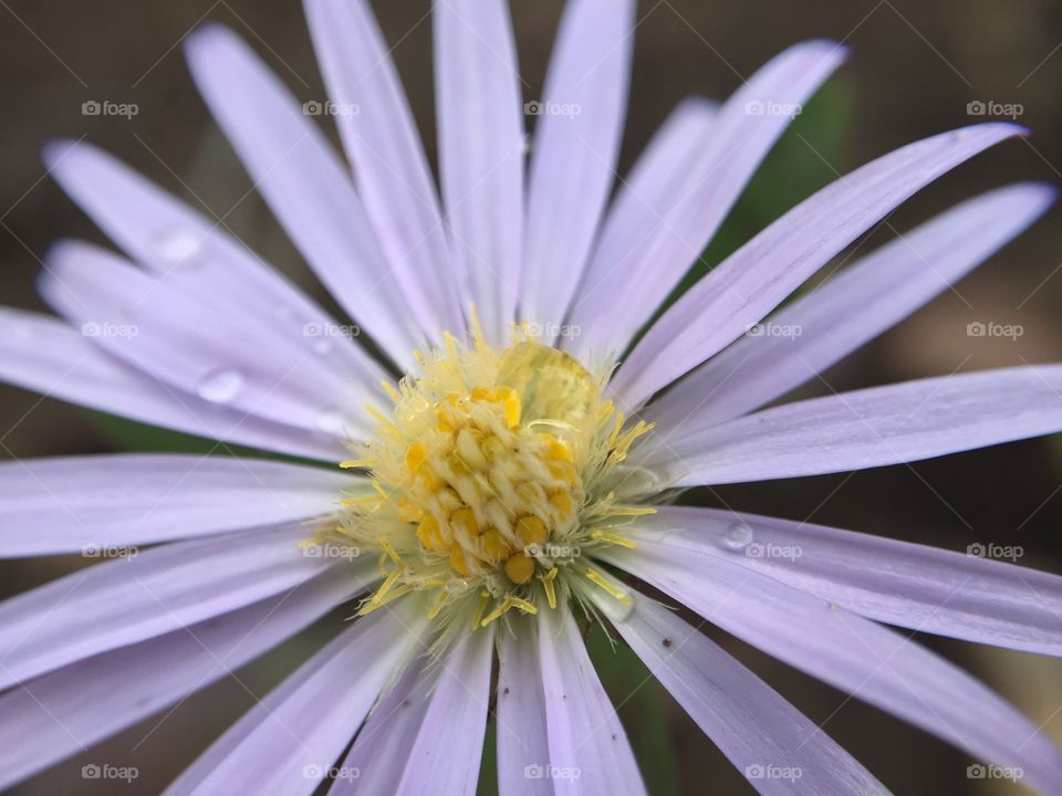 Purple flower 