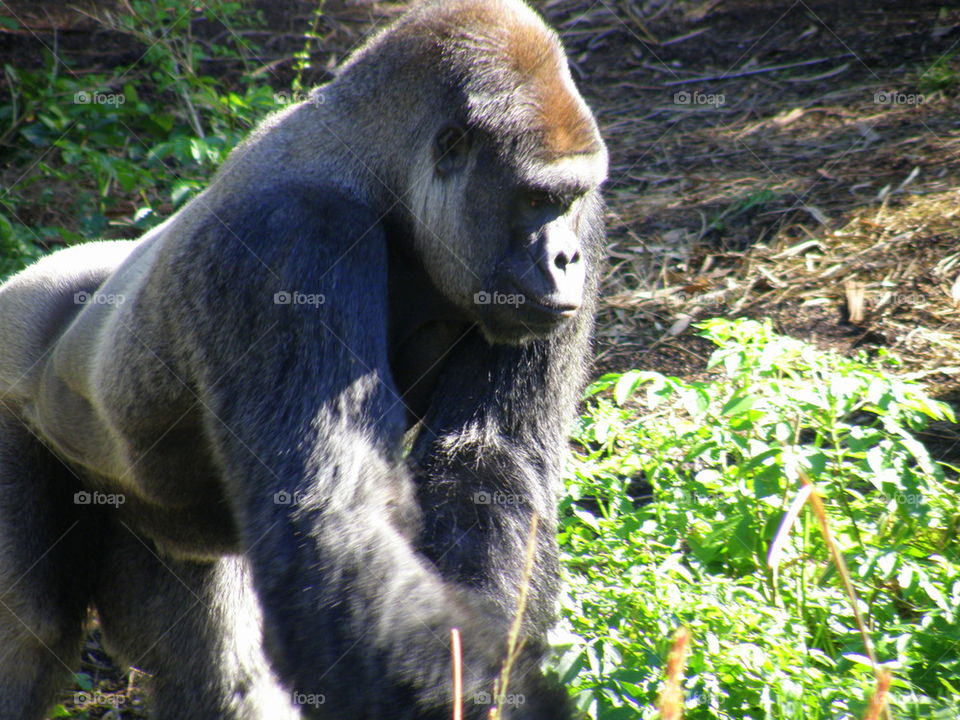 The real man in nature