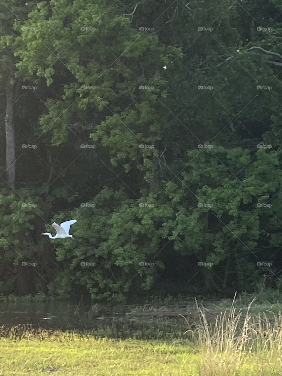 A white bird 