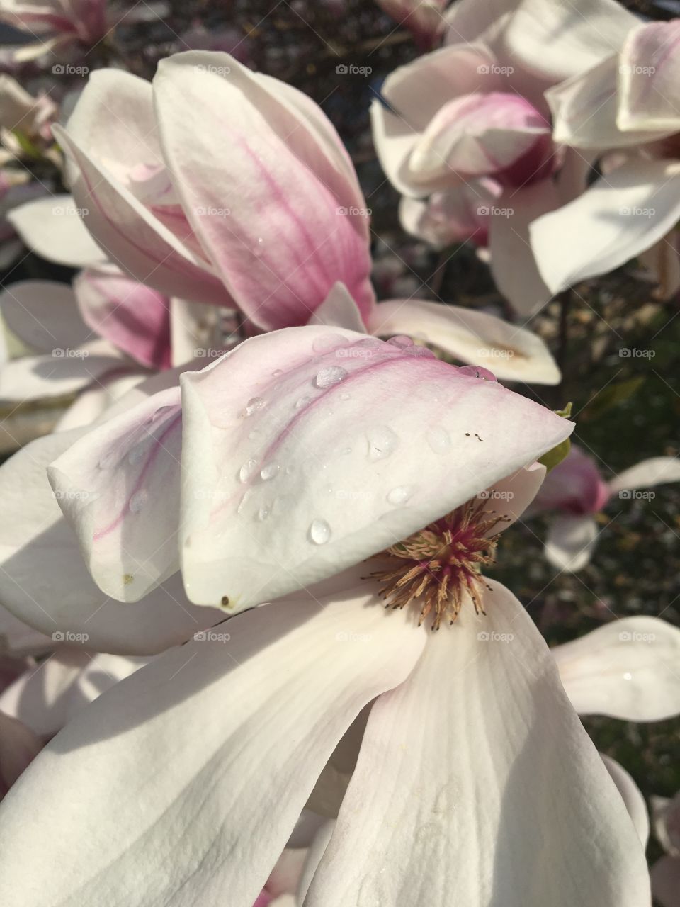 Springtime on magnolia flower