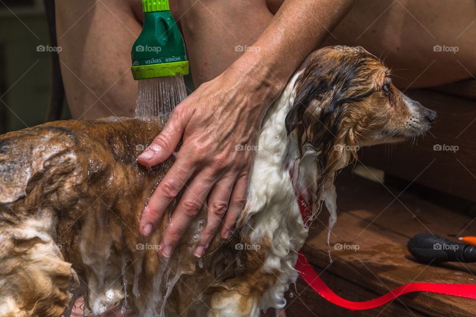 Horizontal closeup profile photo of the face, back and chest of a Shetland sheepdog being rinsed with a green hose sprayer and a mature Caucasian female hand