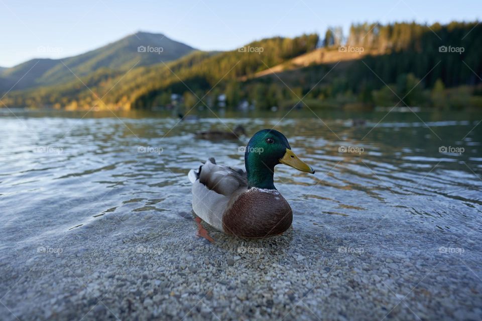 Wild duck (mallard) in a mountain lake 