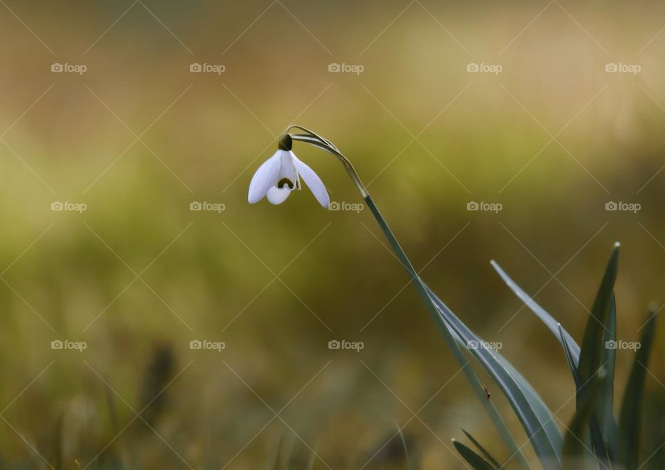 snowdrop