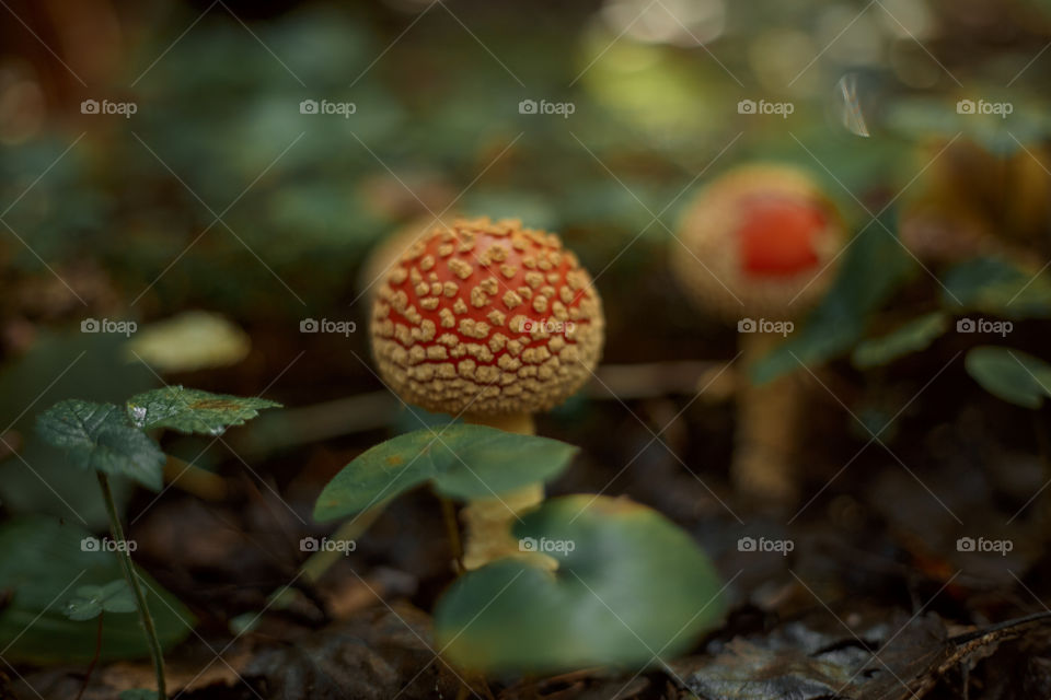 Mushrooms in autumn forest in sunny day