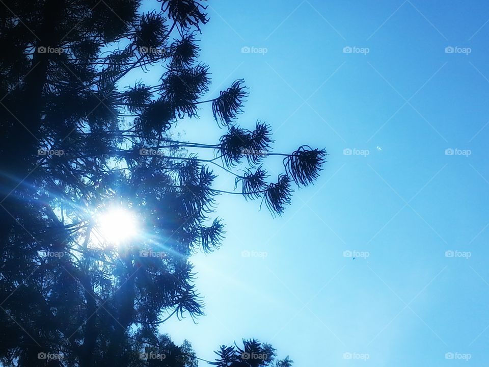 rays of joy. sun rays