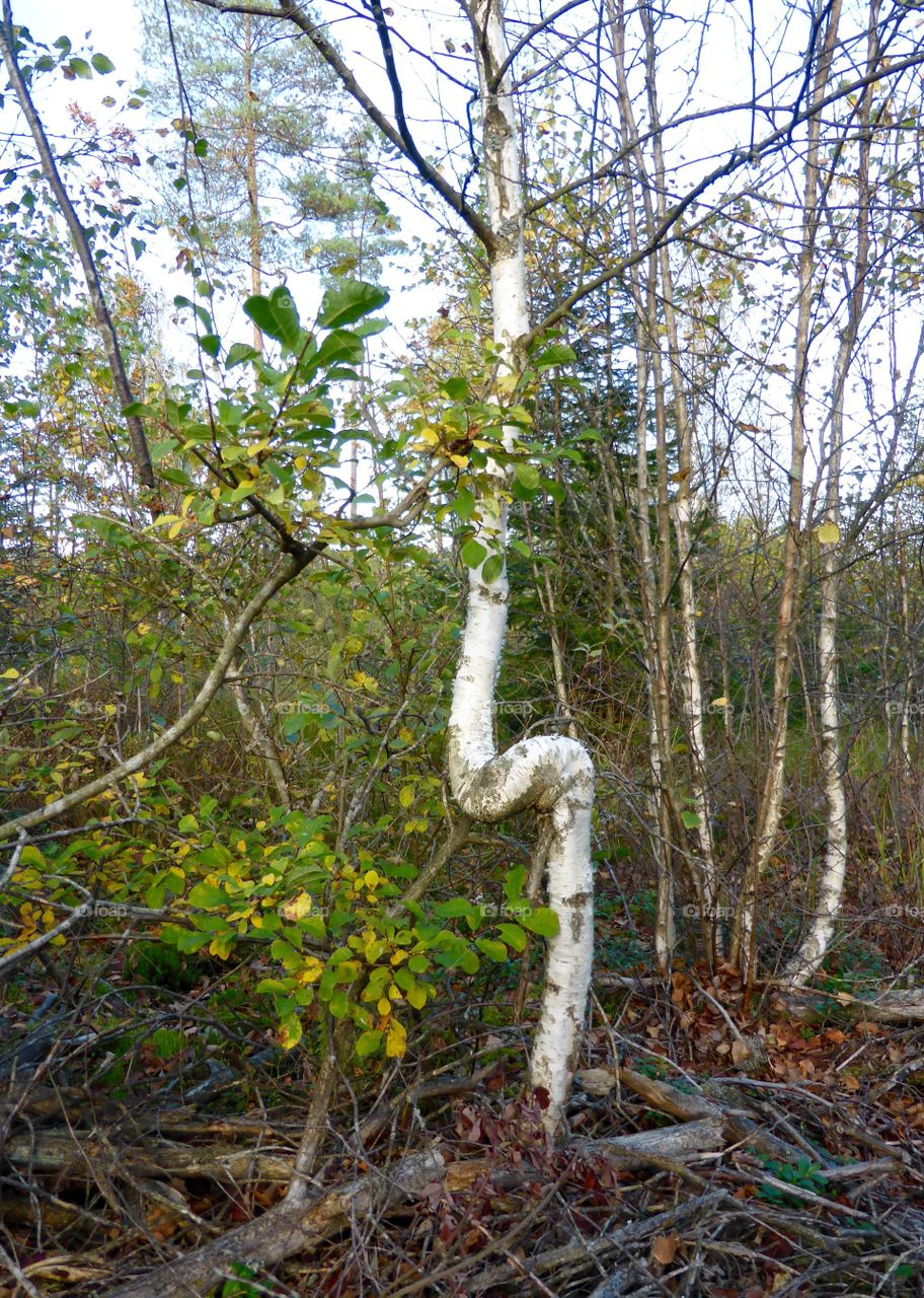 Funny growing birch tree. Funny growing birch tree