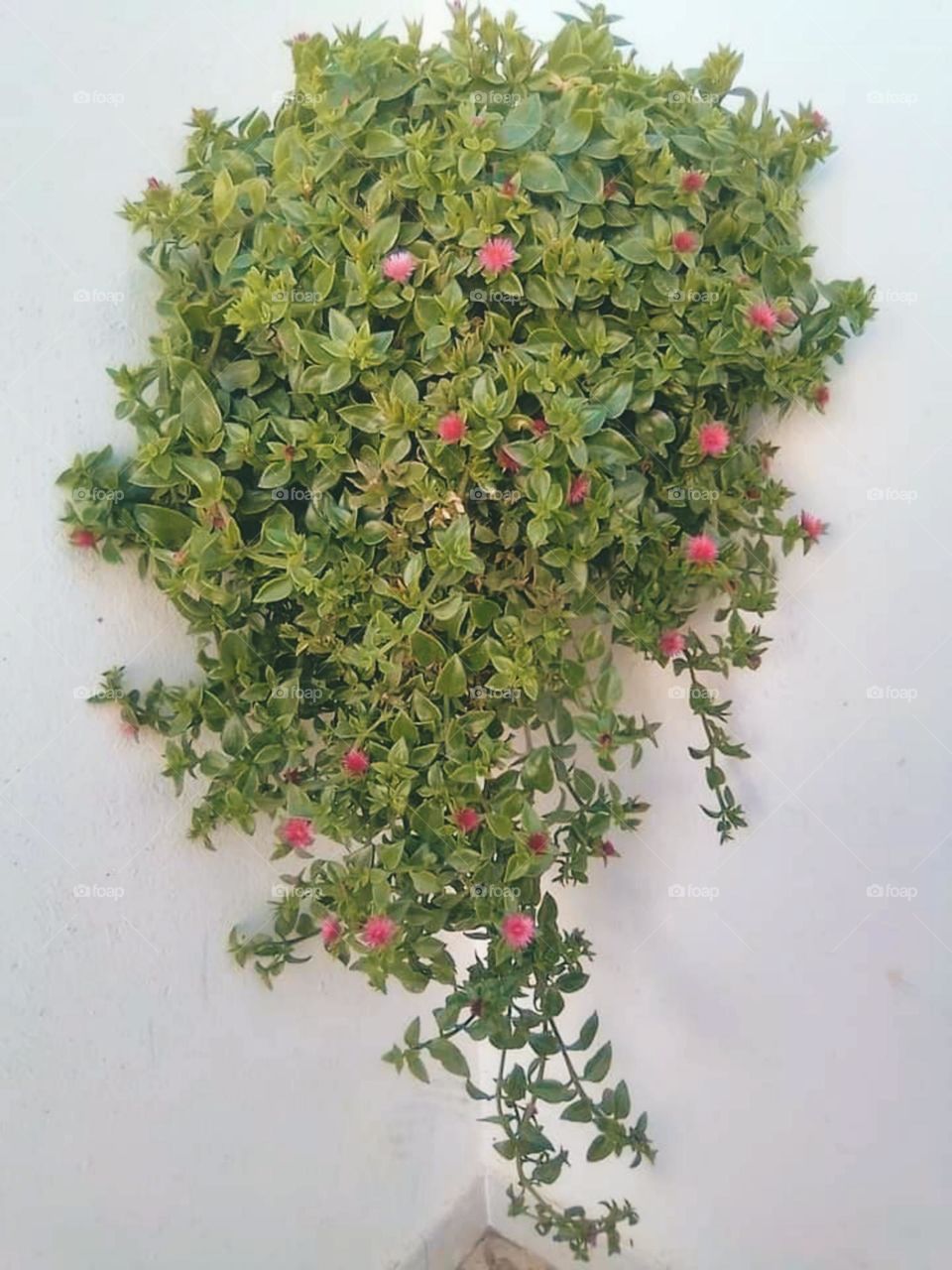 Dew drop plant is one of the beautiful plants