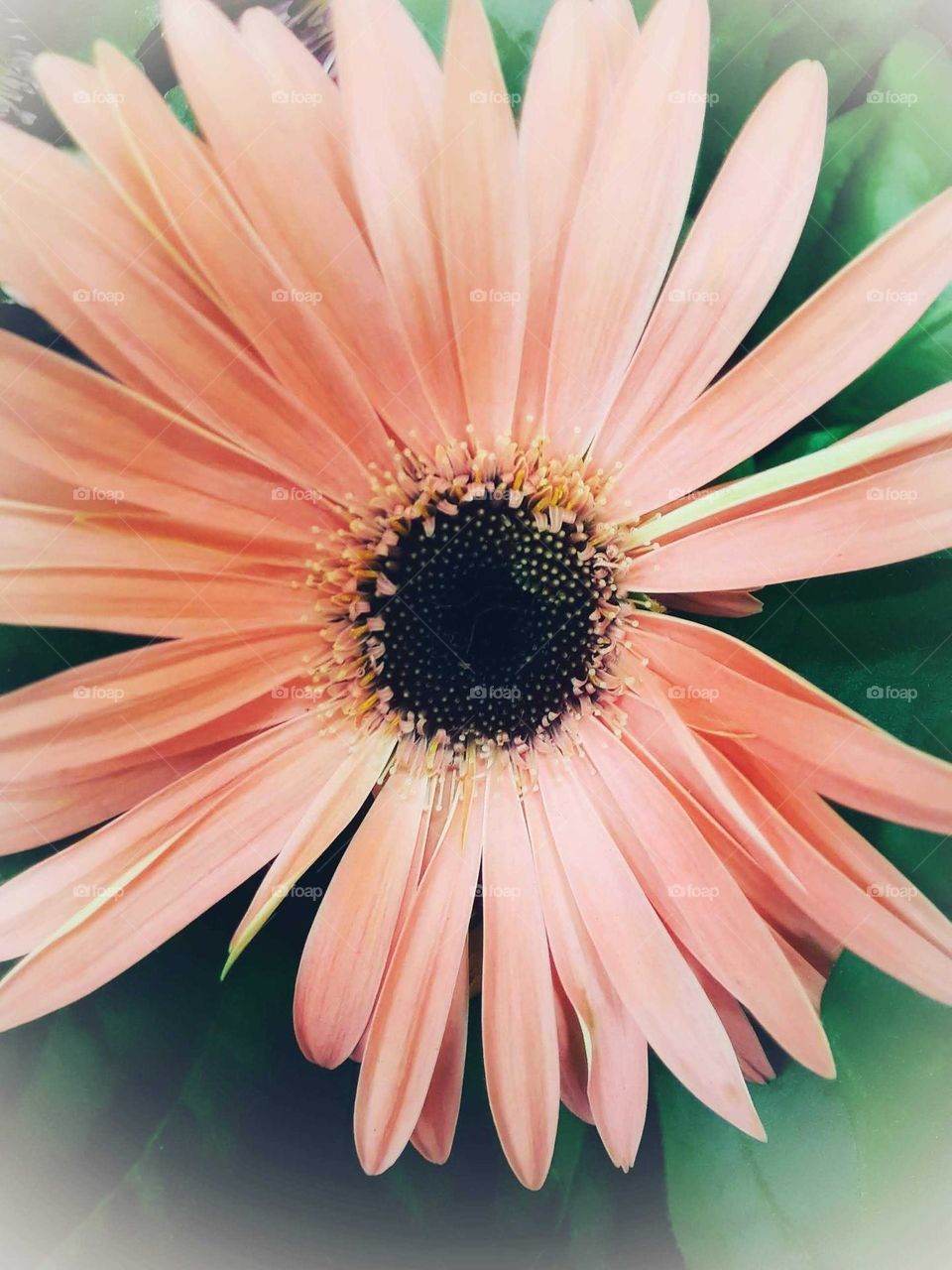 A pinkish orange flower in front of a green background is growing in Central Florida.