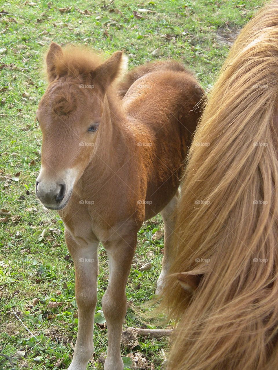 A foal nearby his mother
