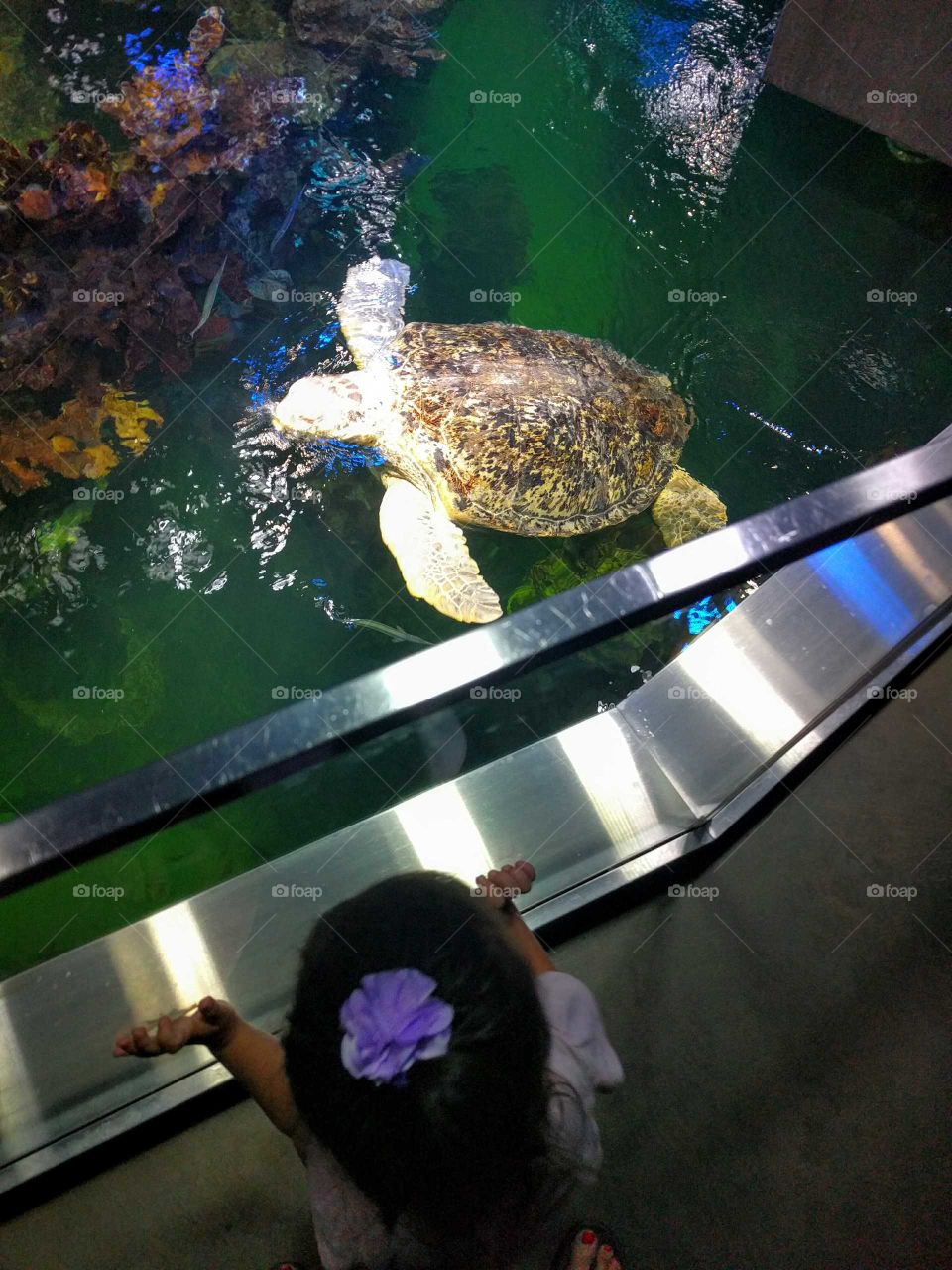A small child watches a giant sea turtle