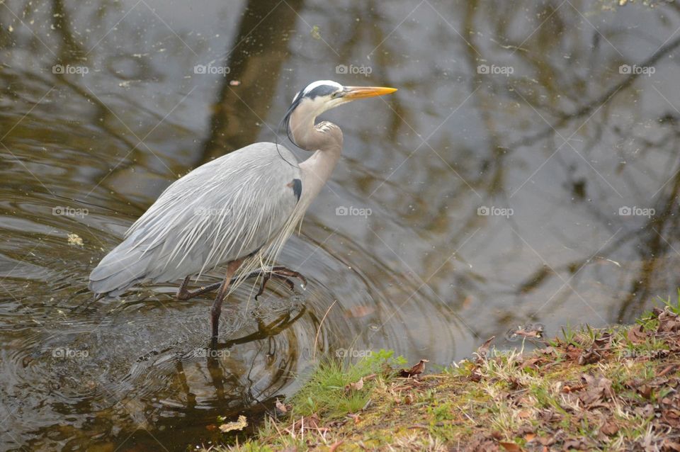 A colorful Great Blue Heron