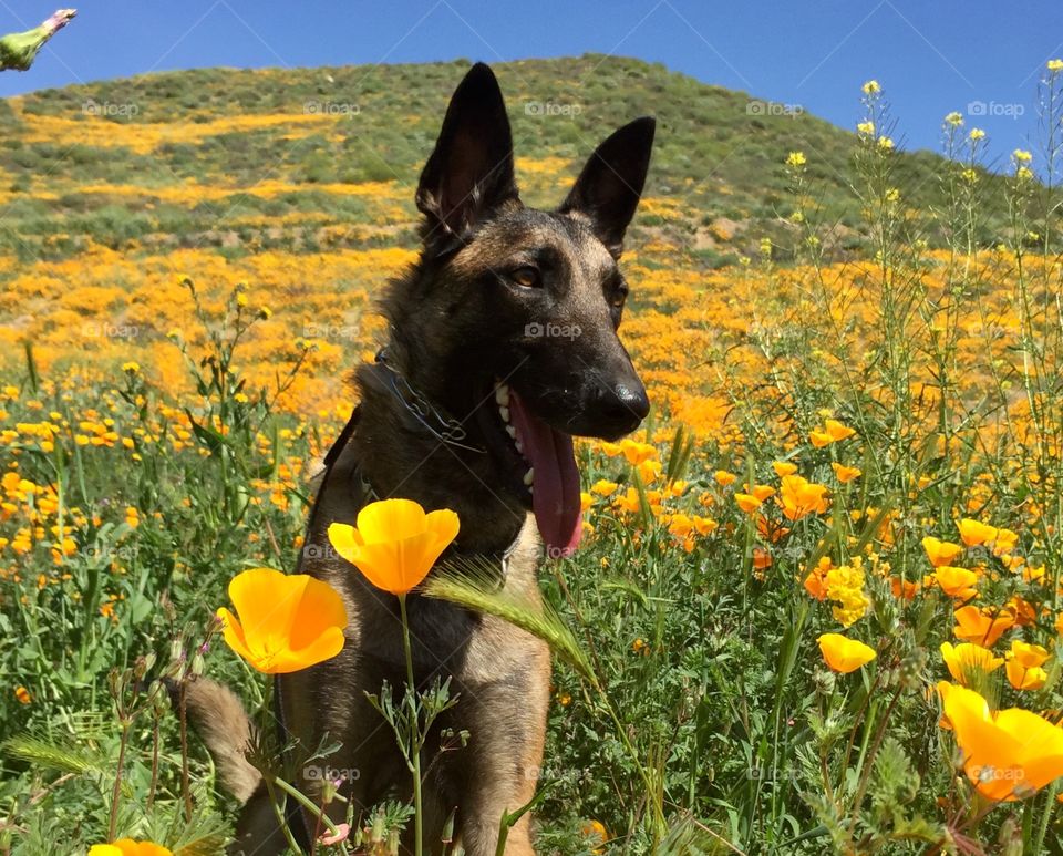 Taking time to stop and smell the flowers at the poppy super bloom in Southern California. Belgian Malinois.