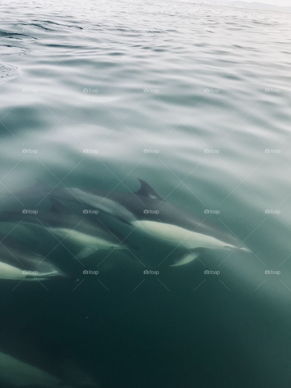 Dolphin safari in olhão 