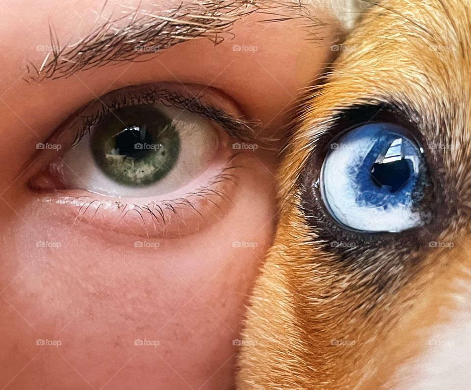  Corgi self selfie dog pup happy eye eyes blue green fur baby animal human pet together bestie best friend pet 