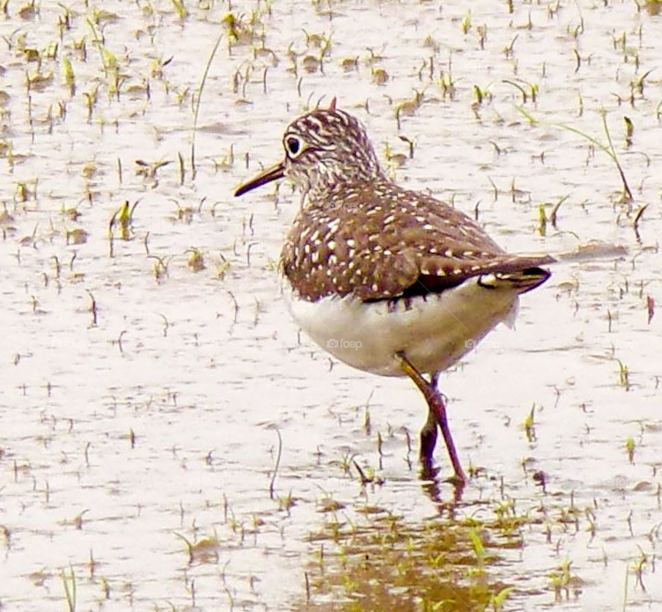 Bird in pond