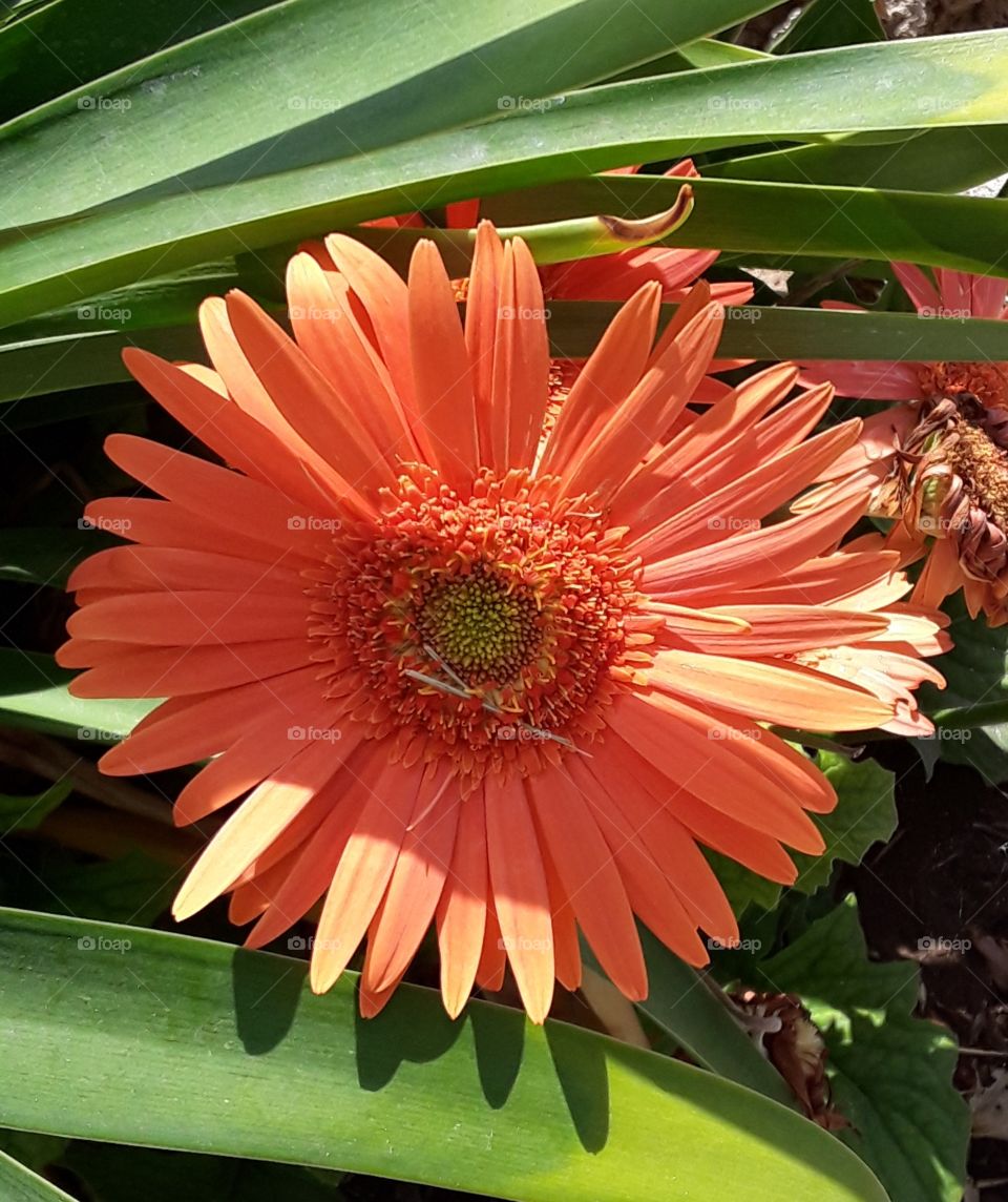 Sunny Orange Flower