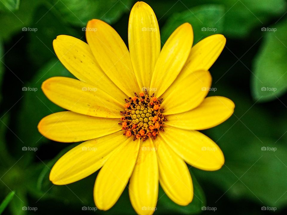 A beautiful bright yellow flower blooms in the warm spring weather