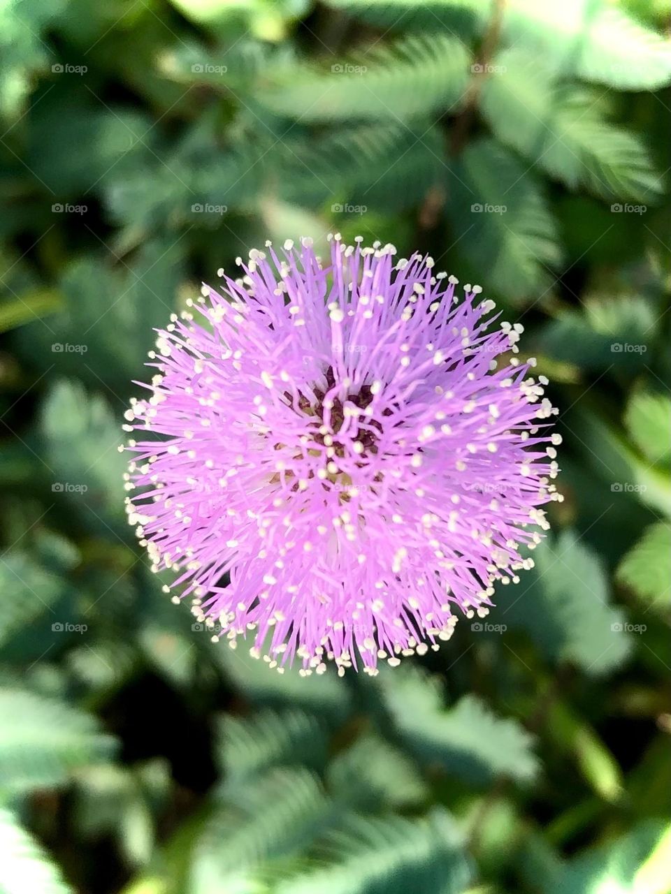 Closeup of a small pink flower that shines in the morning light down at the bay house. 