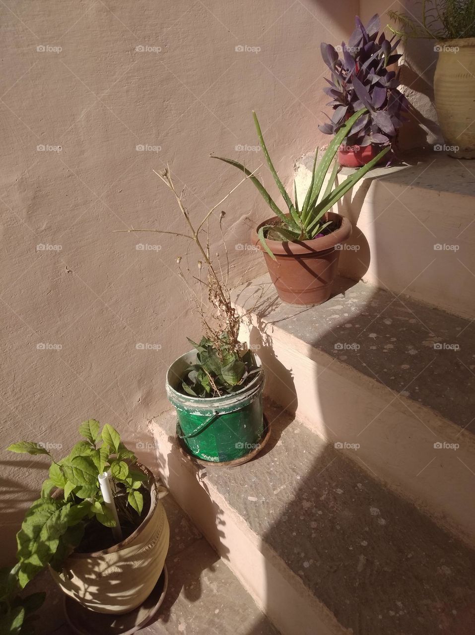 flower pots on stairs green plant shurb small in size fresh seasonal looking very beautiful