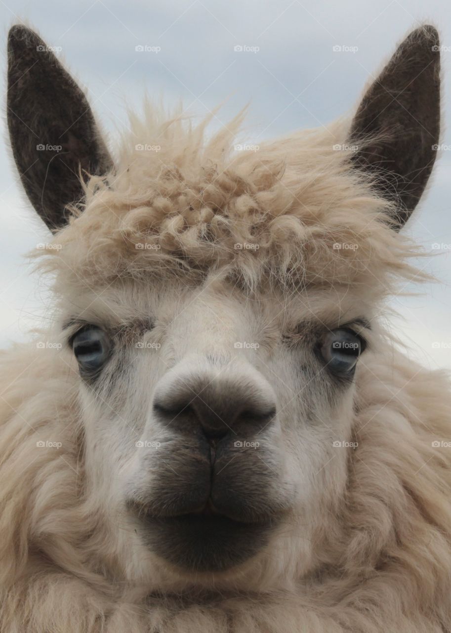 Animals, llama, mammals, porter, farm, zoo