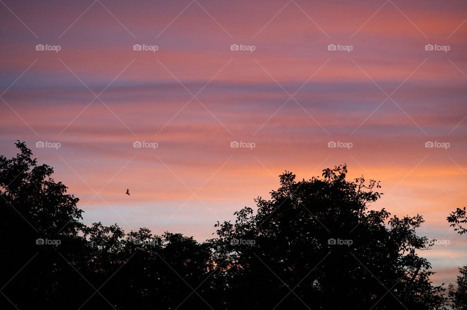 sunset with pink clouds