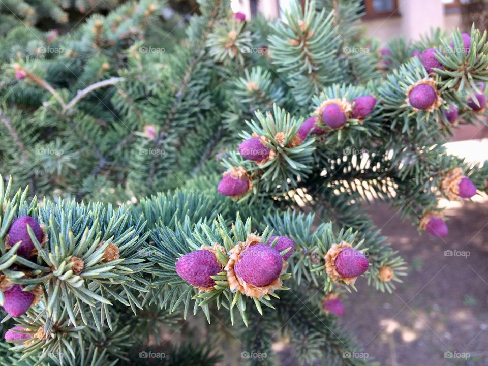 Spruce blossoms