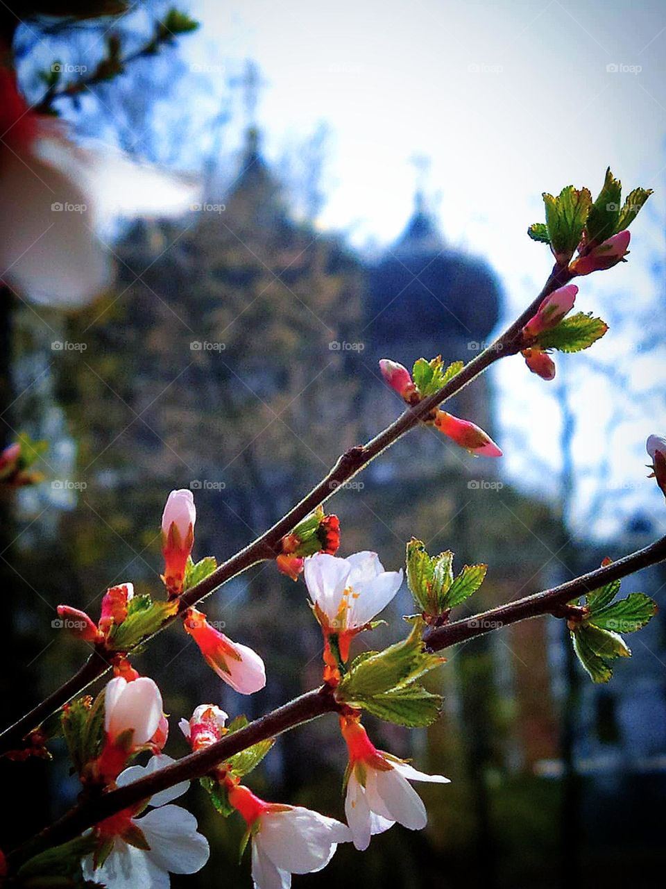 Spring.Blossoming cherry branch against the background of the temple